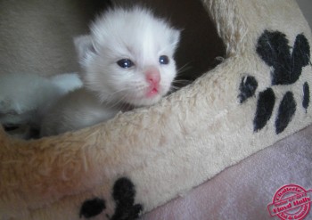 chaton femelle blue bicolour - 13 jours - Chatterie Ragdolls du Val de Beauvoir